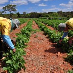 É possível usucapião especial em propriedade menor que o módulo rural da região